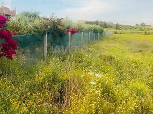 Hectare et trois feddans enregistrés près de Tiflet à 3 km goudronnée