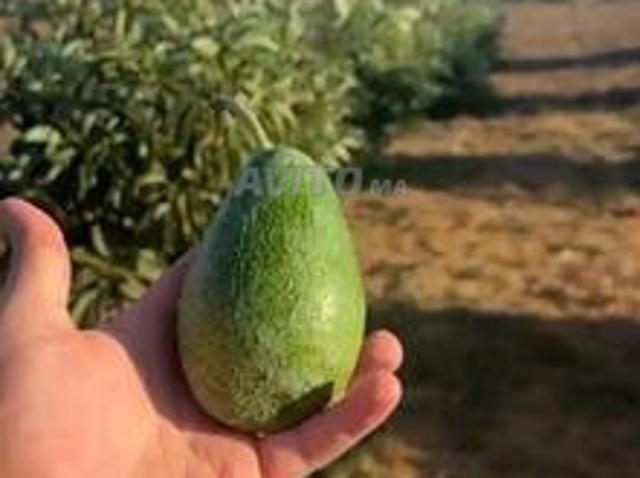 Hectare enregistré, puits, avocat 14km de Allal El Bahraoui