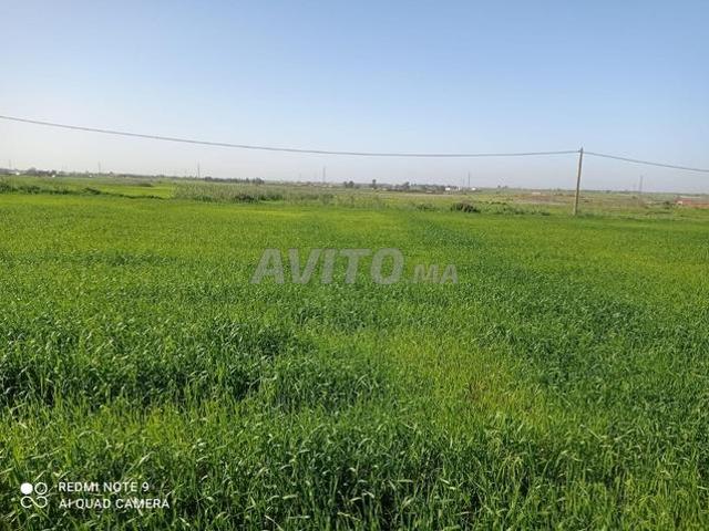 Hectare 1000 m² à vendre près de Bouznika