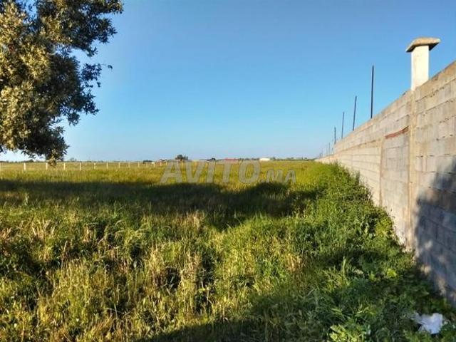 Hectare 2000 mètres à vendre près de Bouznika