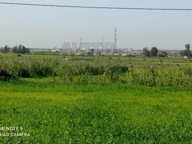 Hectare 6000 à vendre près de Bouznika