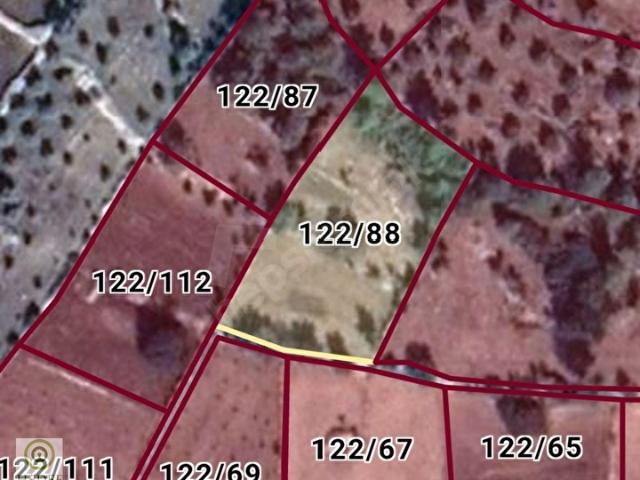 HEDEF'ten Muğla Milas Söğütcük Satılık 2.786m2 Yolüstü Zeytinlik