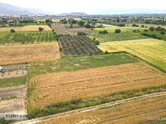 HELVACI DA SATILIK CEVİZLİ TARLA