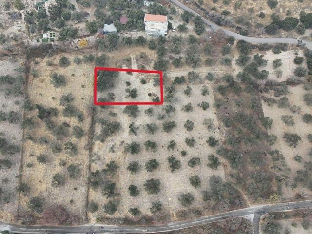 HELVACIDA SATILIK TEK TAPU 327m2 MÜSTAKİL ZEYTİNLİK