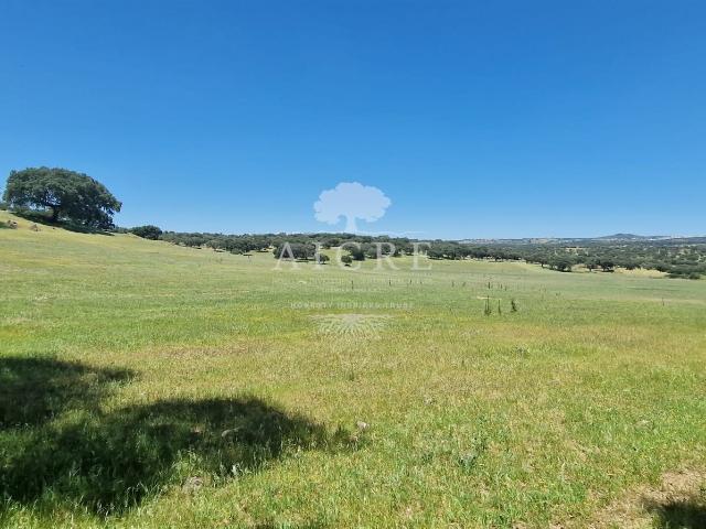 Herdade na Terrugem com 118 hectares m² Assunção