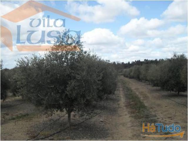 Herdade no Alentejo de Olival | 26084074049