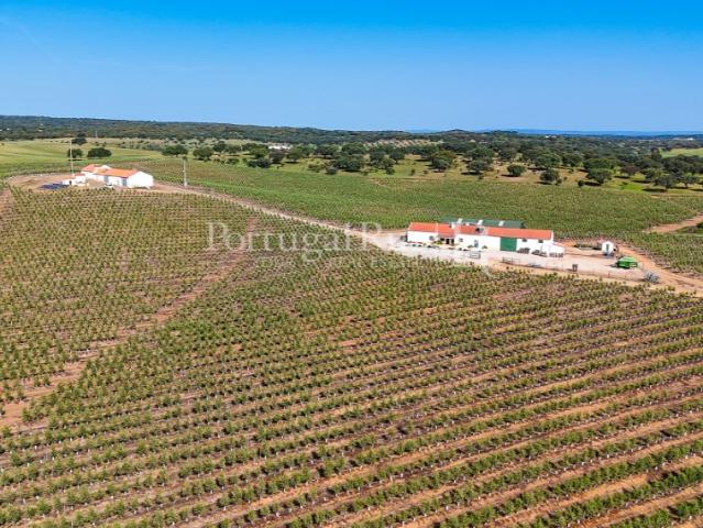 Herdade com 463 hectares em Évora