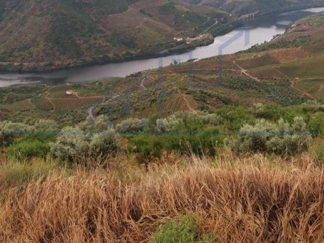 HERDADE COM 7 HA, CASA HABITACÃO E VISTAS P/ RIO DOURO | 26084079468