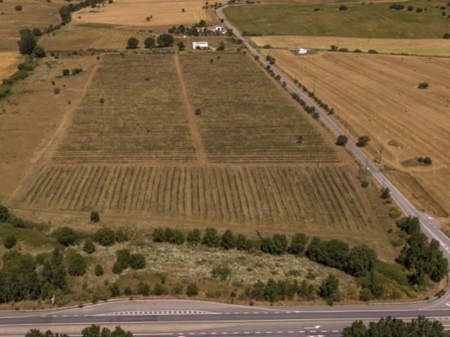 Herdade com 10 Hectares sendo 5 Hectares de Plantação de Mirtilos Excelente Oportunidade de Investimento