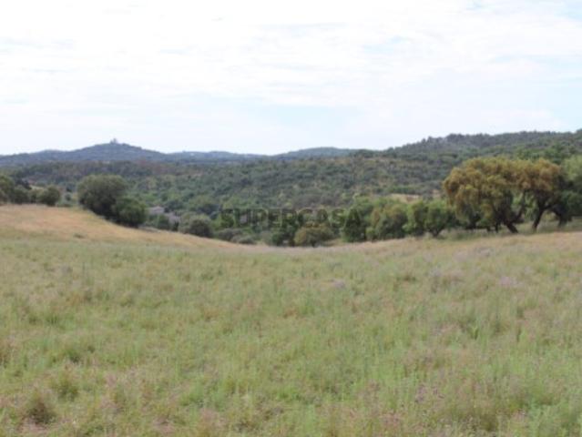 Herdade com 145 ha no Alentejo