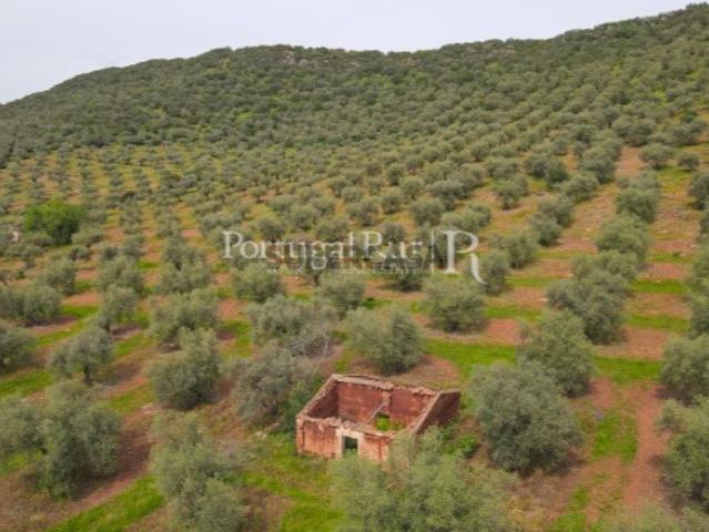 Herdade com 14 hectares e ruína em Moura