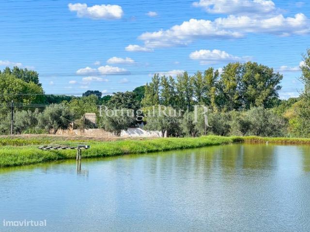 Herdade com 238 hectares na zona de Mora