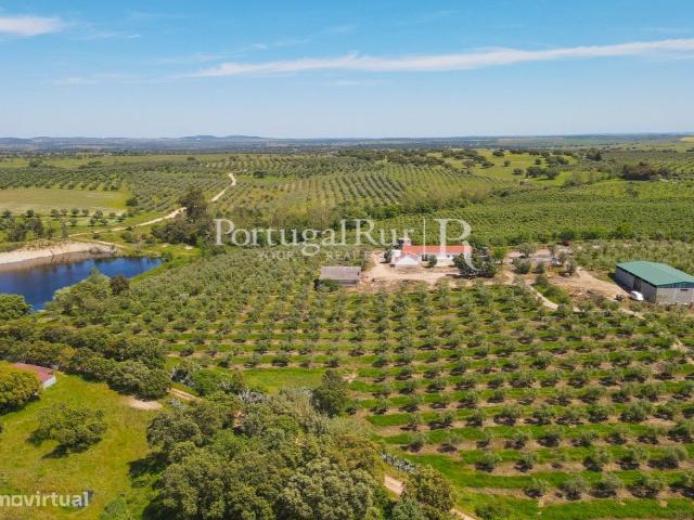 Herdade com 38 hectares com Olival em Produo com 2 Moradias