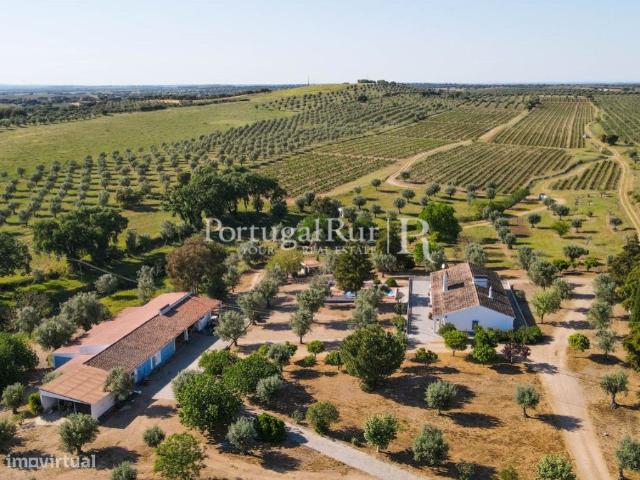 Herdade com Vinha Adega e Olival Avis