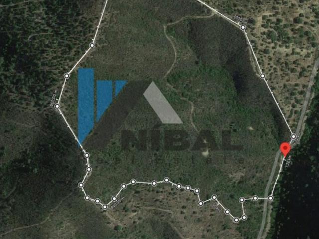 Terreno agrícola com plantação de Medronheiros e Sobreiros