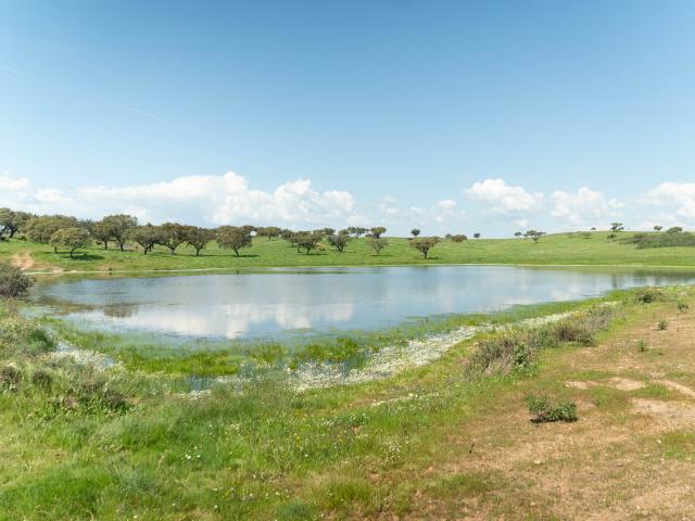 Herdade da Chamurreira de Cima – 136 Hectares de Montado e Infraestruturas no Alentejo