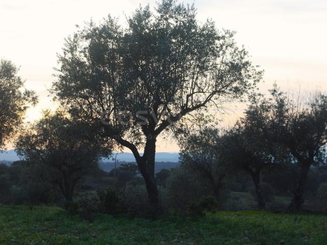 Herdade de 132 ha em Idanha a Nova investimento sólido com identidade natural