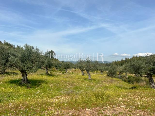 Herdade de 47,7ha com eucaliptal