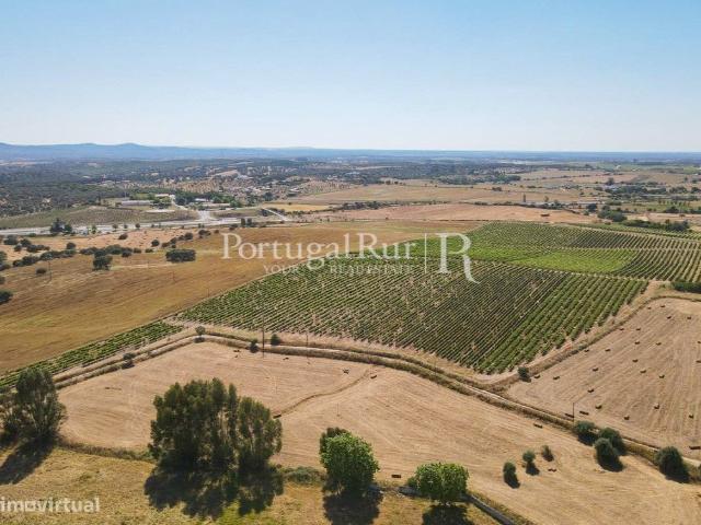Herdade de 60 ha com Vinha, Adega e Pomar entre Borba e Estremoz