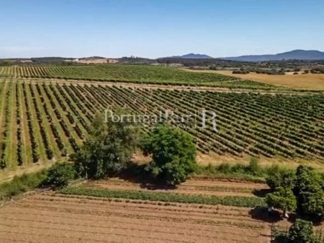 Herdade de 60 ha com Vinha, Adega e Pomar entre Borba e Estremoz
