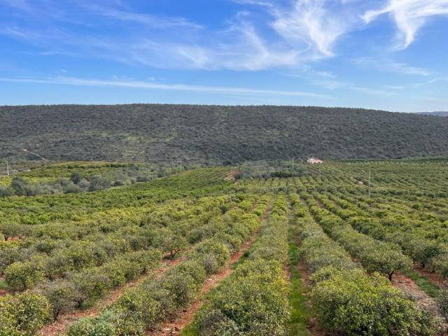 Herdade de 78ha, Algarve