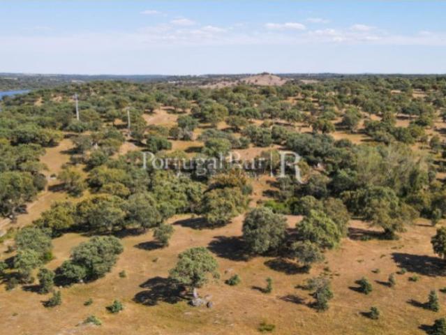 Herdade do Azinhal com 80 hectares