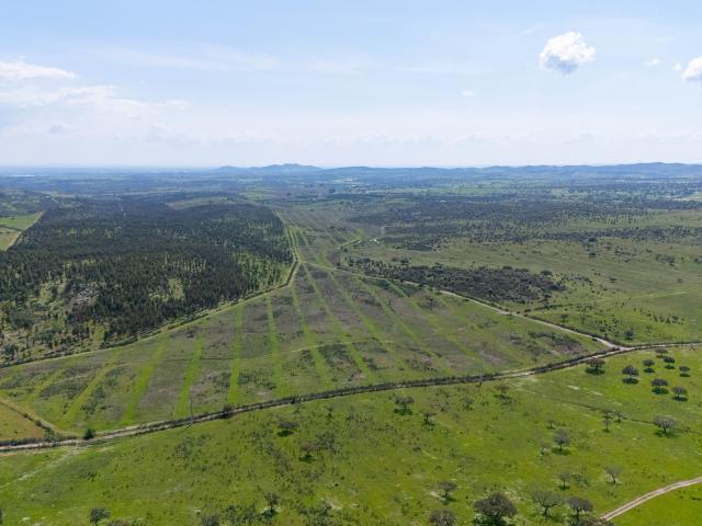Herdade do Penedo Gordo – 15 Hectares de Elevado Potencial no Alentejo
