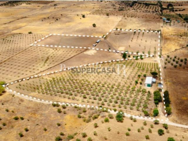 Herdade em Campo Maior com Olival