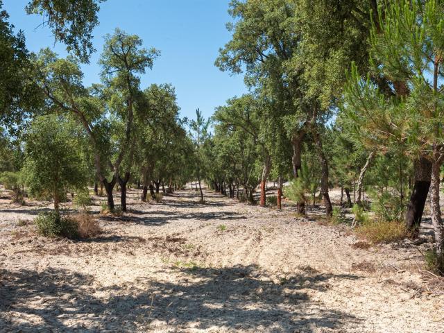 Herdade em Pegões Montijo o campo no seu melhor m² Pegões