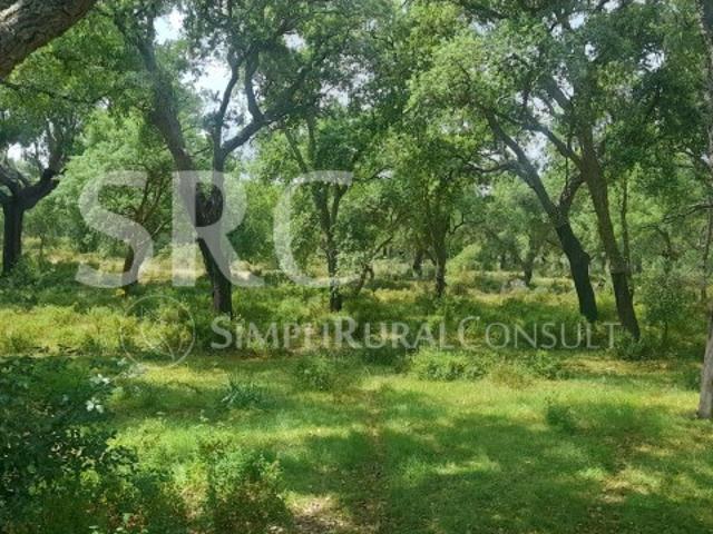 Herdade Florestal de Excelência | Montado de Sobro e Pinheiro Manso no Alentejo