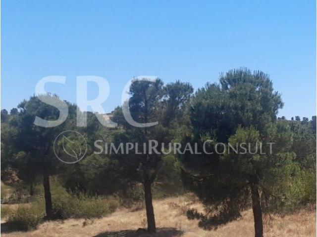Herdade florestal sobro/pinho