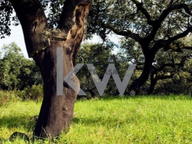 HERDADE PARA VENDA PRÓXIMO DE ESTREMOZ