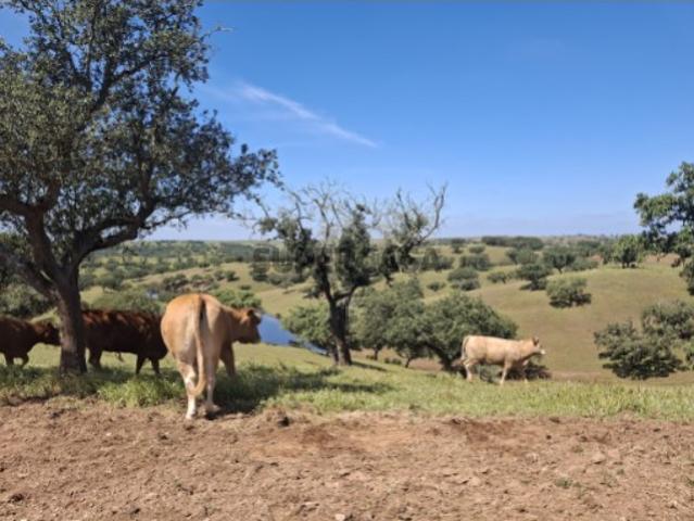 Herdade Pecuária | Alentejo