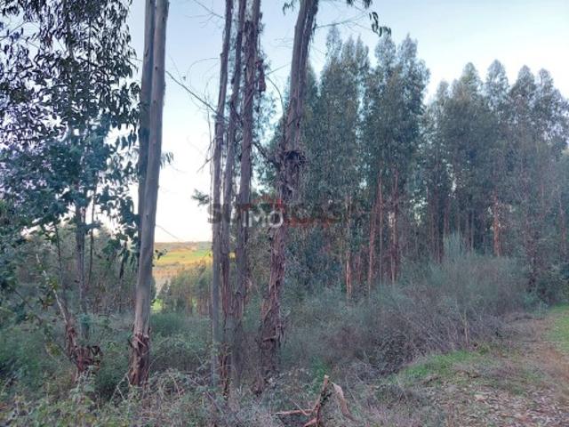 Herdade Venda em Espírito Santo, Nossa Senhora da Graça e São Simão,Nisa
