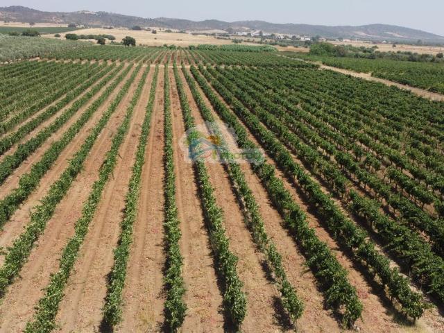 Herdade 11 Hectares com vinha e Olival de regadio