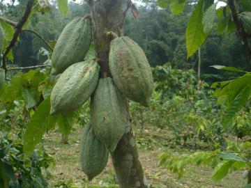 Vendo hermosa Finca con producción de cacao fino de aroma cerca de Mompiche Esmeraldas Finca en Venta en Entrada Las Tres Vías San Gregorio