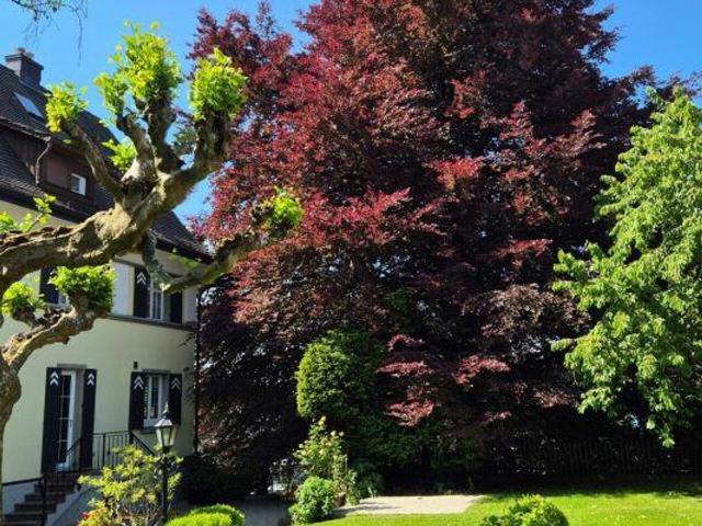 Herrschaftsvilla mit 2'008 m2 parkähnlichem Grundstück | dreamo. Ch