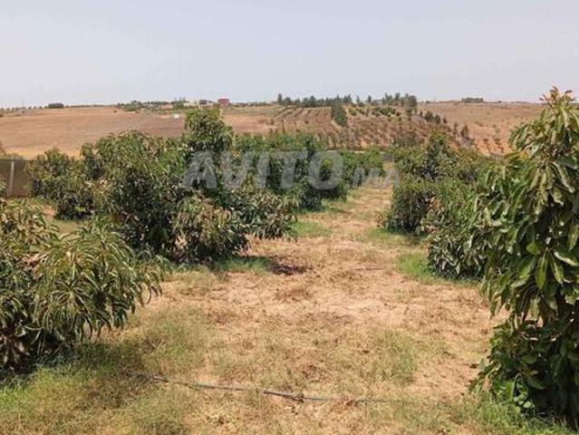 Hectare d'avocats et puits à 15 km de Bahraoui
