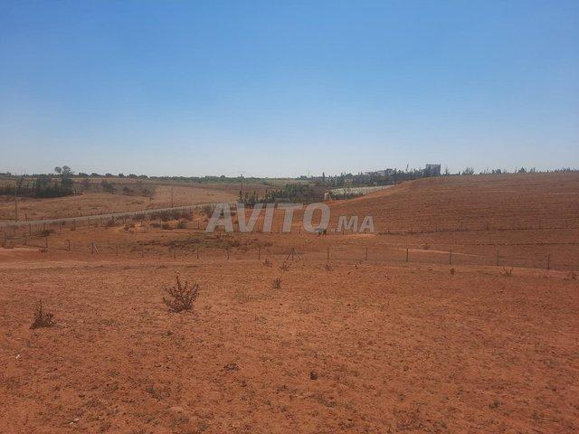 Terrain agricole de 9 hectares bien entretenu à vendre Tifelt Khémisset