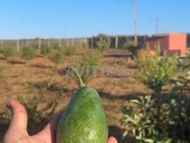 Hectare titré et avocatiers à 14 km de Bahraoui