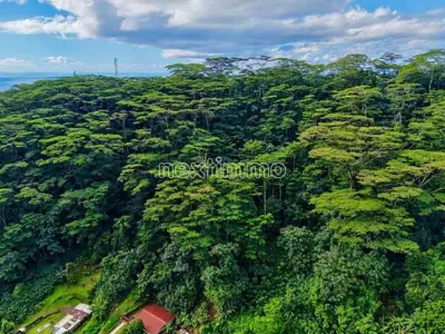 Hitiaa O Te Ra 98707 Achat / Vente terrain
