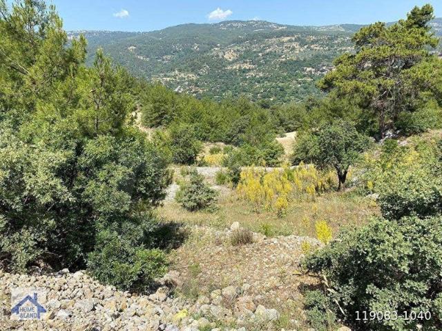 homelandbodrum 2800M2 Müstakil Satılık Tarla Menteşe Zeytin Köyde
