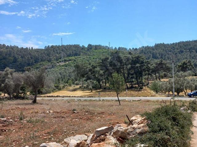 Homelandbodrum Muğla Algı Köyünde Satılık Anayol Kenarı Tarla