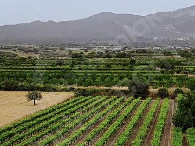 HONAZ KIZILYERDE ANA YOLA CEPHELİ VERİMLİ ÜZÜM BAĞI SATILIK