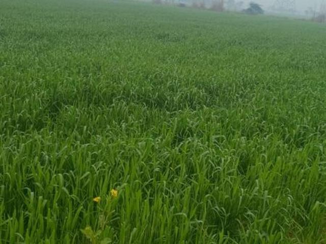 Hodal, Palwal City 13310 Sq.Yd. Plot in Hodal Palwal Listing ID: #9913