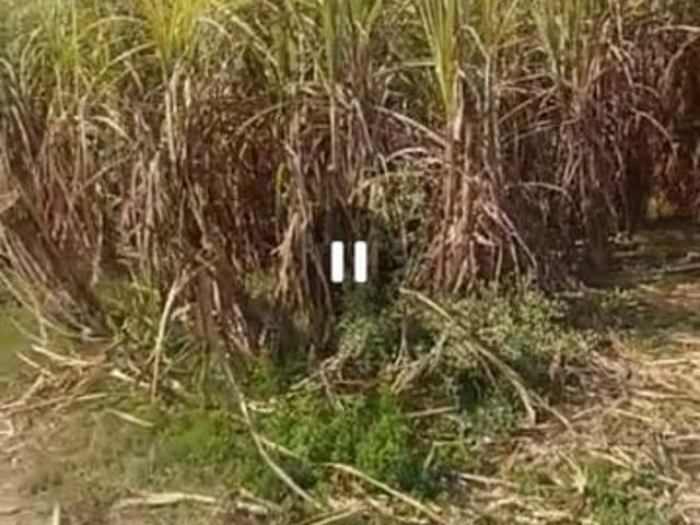 Hodal, Palwal City 2 Acre Plot in Hodal Palwal Listing ID: #9930