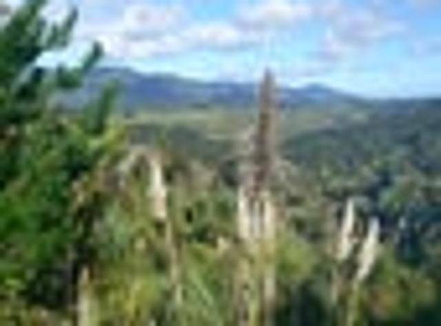 Hokianga Bush Block or Lifestyle