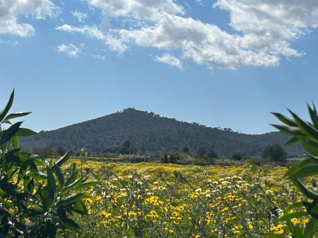 Huerto en venta a las afueras de Porreres