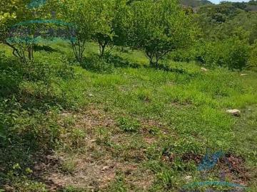 HUERTA CON PRODUCCION