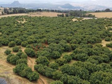 Huerta de aguacate de 16 hectareas
